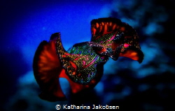 This stunning Persian Carpet Flatworm decided to go for a... by Katharina Jakobsen 